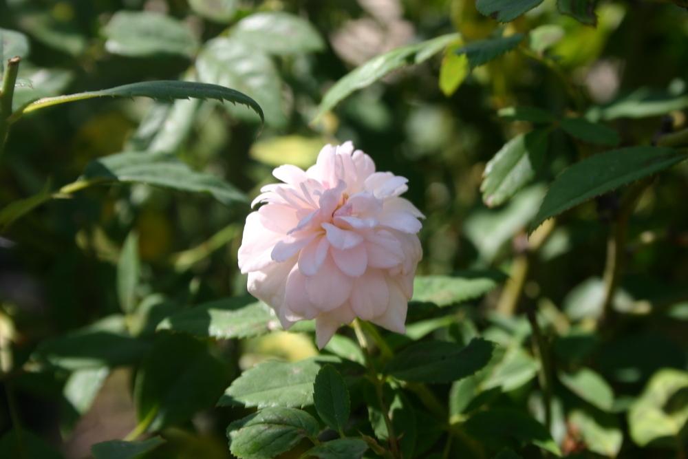 Photo of Polyantha Rose (Rosa 'Cecile Brunner') uploaded by jon