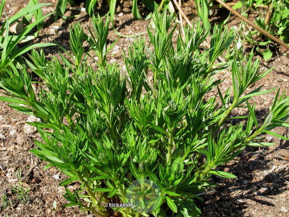 Photo of Willow Amsonia (Amsonia tabernaemontana) uploaded by Char