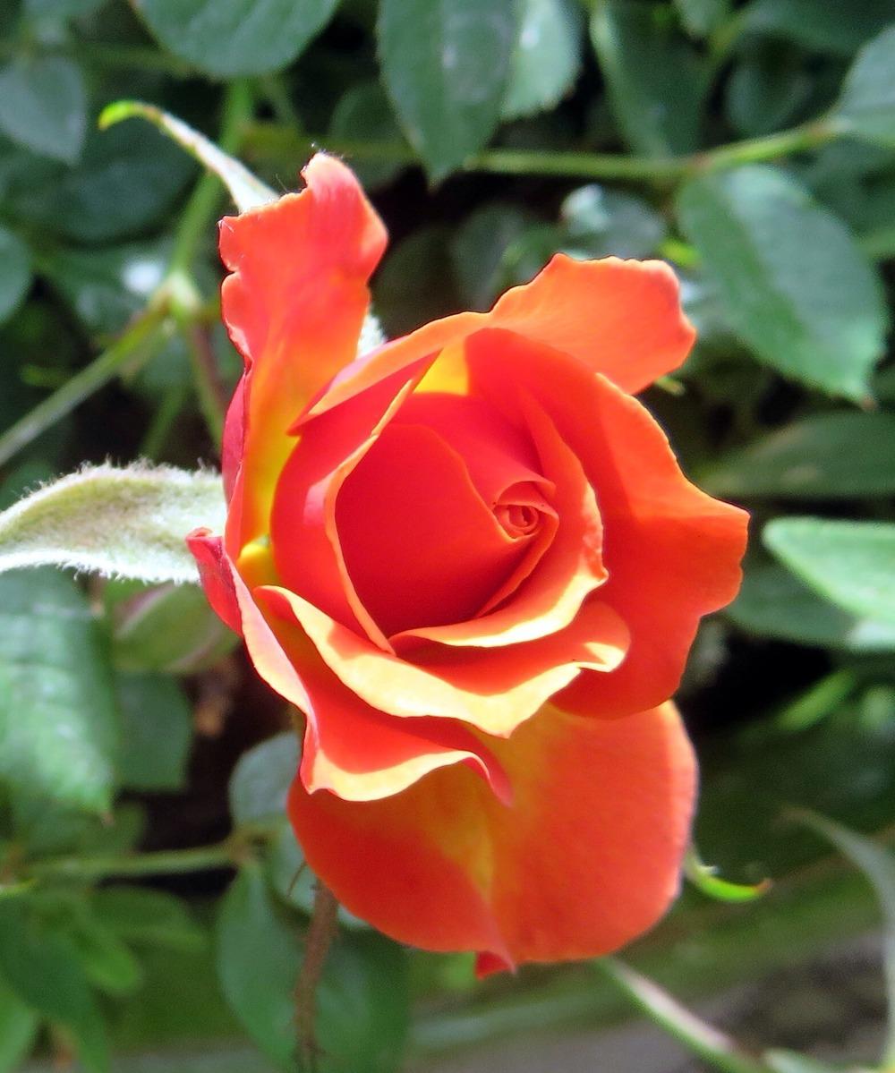 Photo of Rose (Rosa 'Orange Honey') uploaded by JulieB
