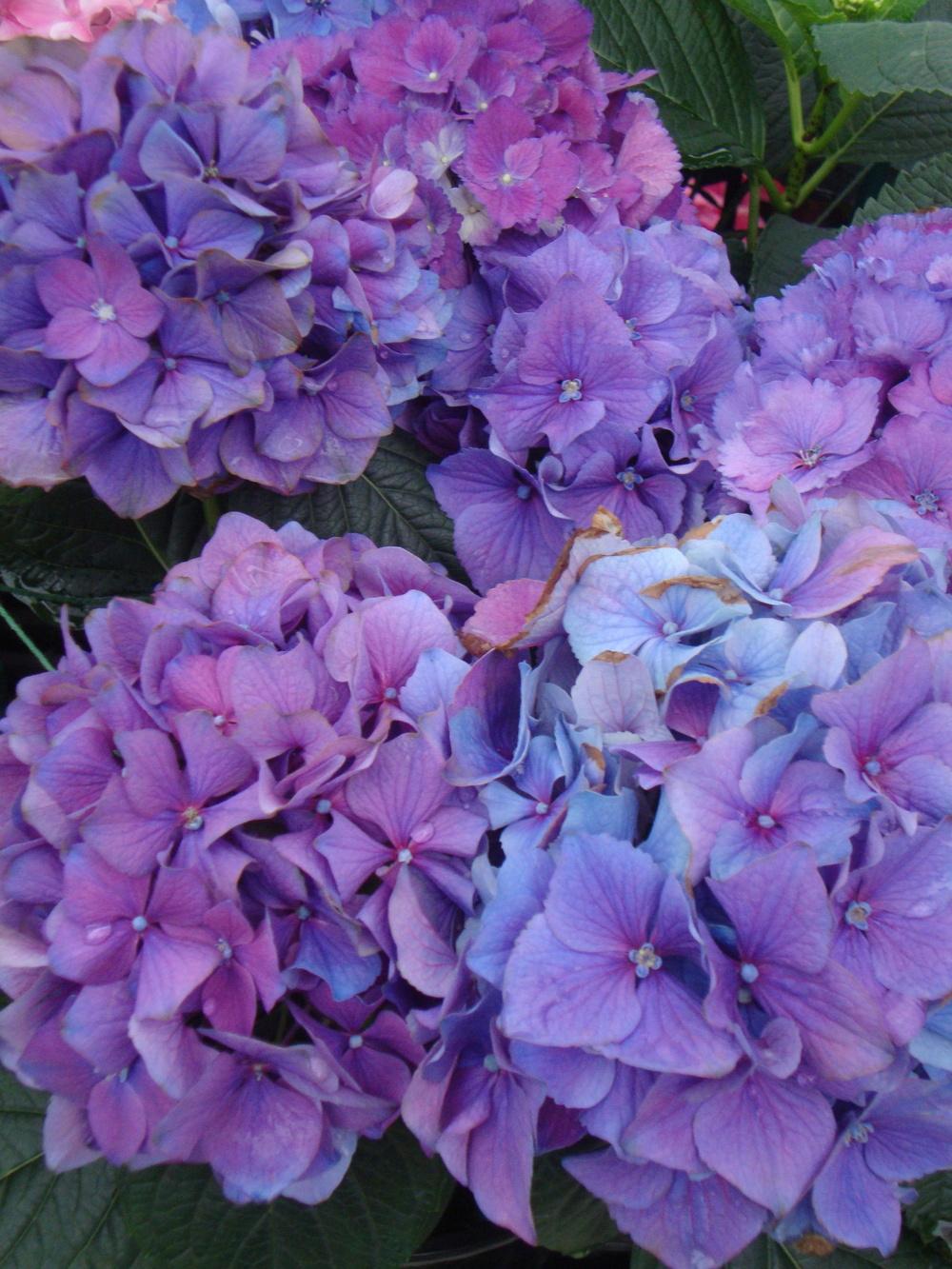Photo of Mophead Hydrangea (Hydrangea macrophylla Double Delights™ Freedom) uploaded by Paul2032
