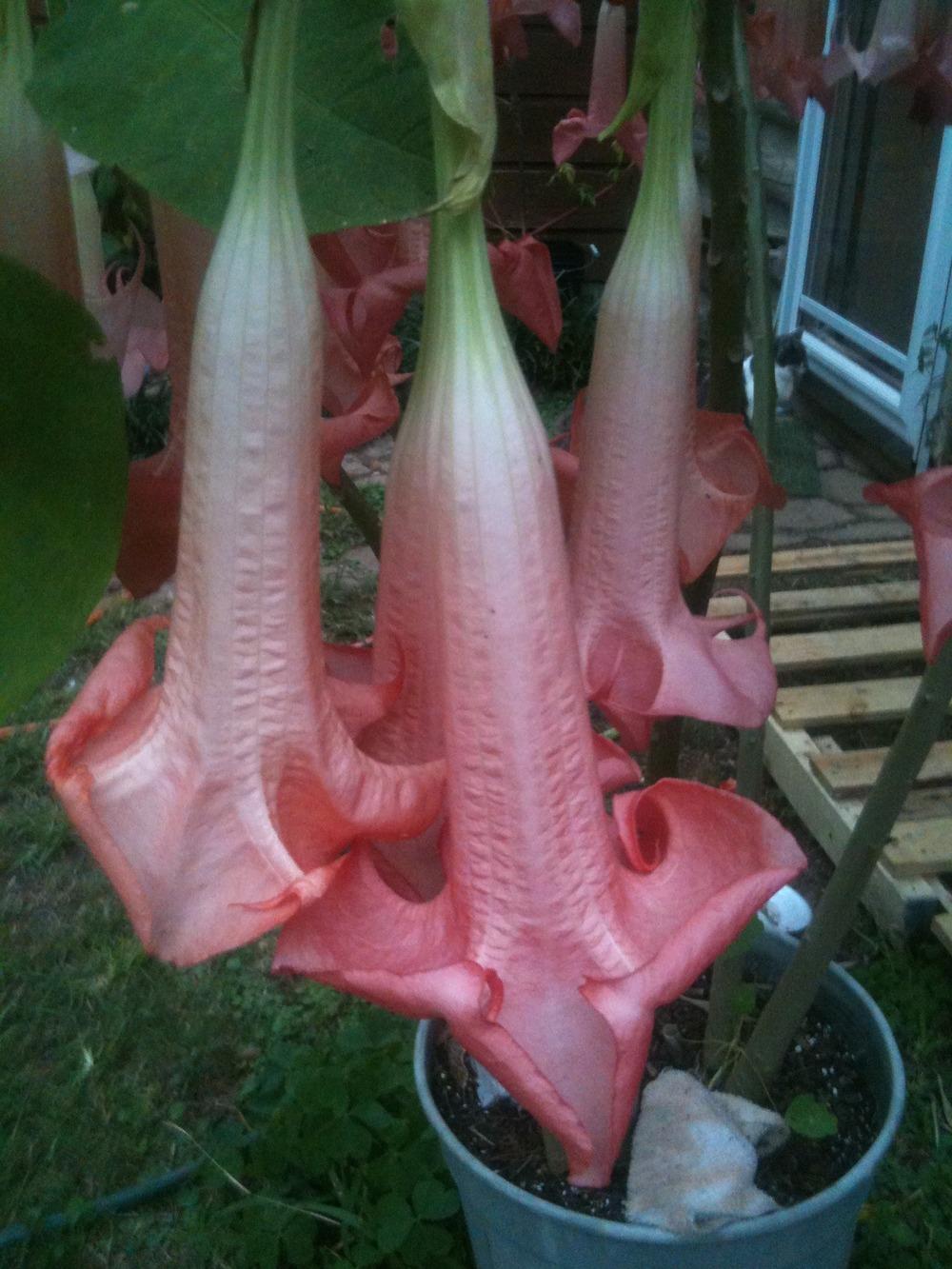 Photo of Angel Trumpet (Brugmansia versicolor 'Ecuador Pink') uploaded by Watersprite