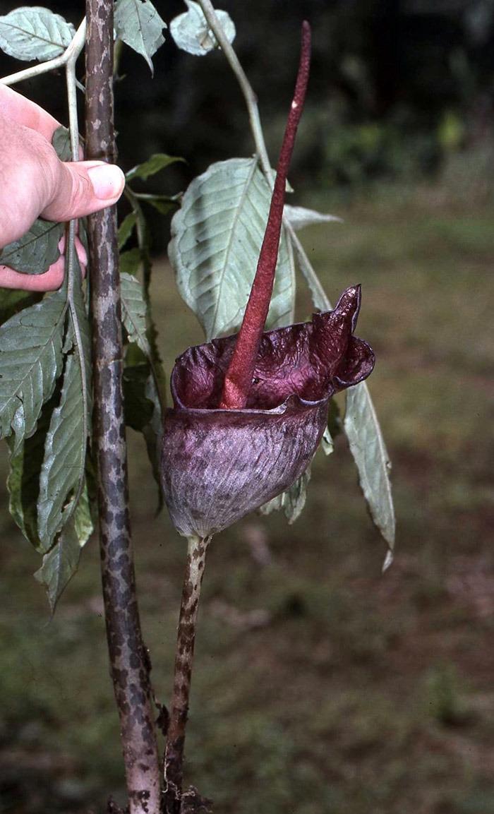 Photo of Voodoo Plant (Amorphophallus) uploaded by eclayne