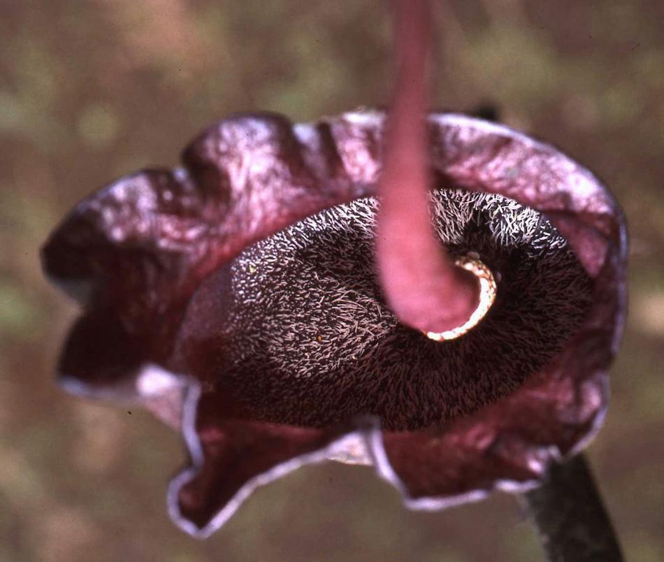 Photo of Voodoo Plant (Amorphophallus) uploaded by eclayne