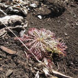 Location: My garden, Calgary, Alberta, Canada; zone 3.
Date: 2010-02-21 
Overwintered evergreen basal rosette.