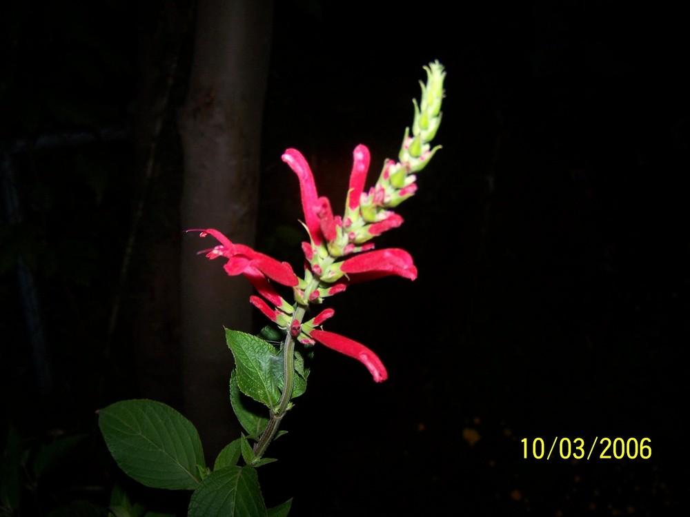 Photo of Pineapple Sage (Salvia elegans) uploaded by jmorth