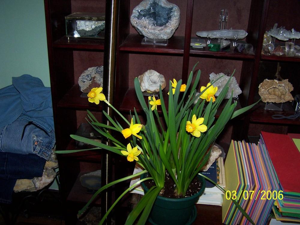 Photo of Cyclamineus Daffodil (Narcissus 'Jetfire') uploaded by jmorth