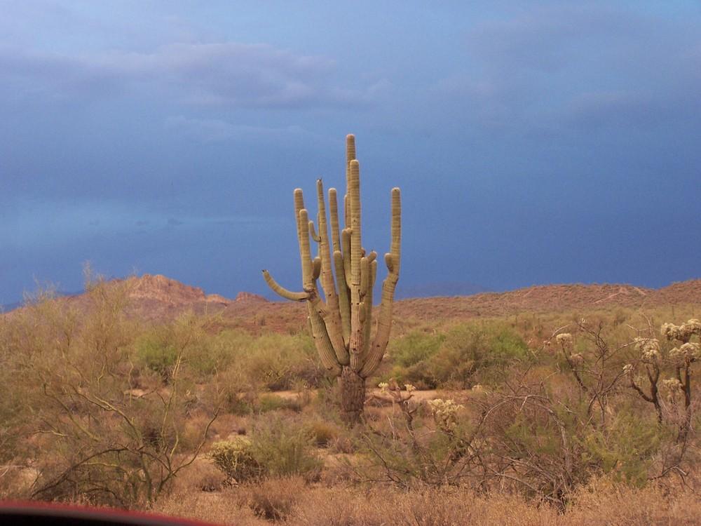 Photo of Saguaro (Carnegiea gigantea) uploaded by jmorth