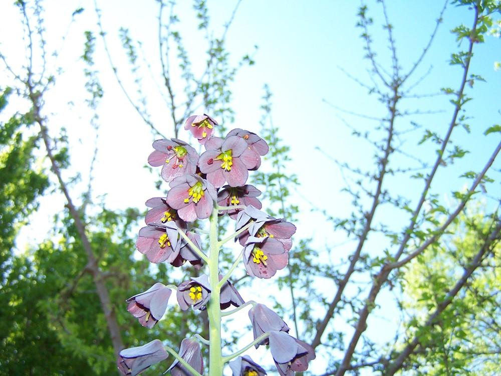 Photo of Persian Fritillary (Fritillaria persica) uploaded by jmorth