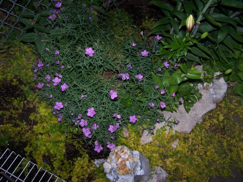 Photo of Amur Pink (Dianthus chinensis 'Siberian Blues') uploaded by jmorth