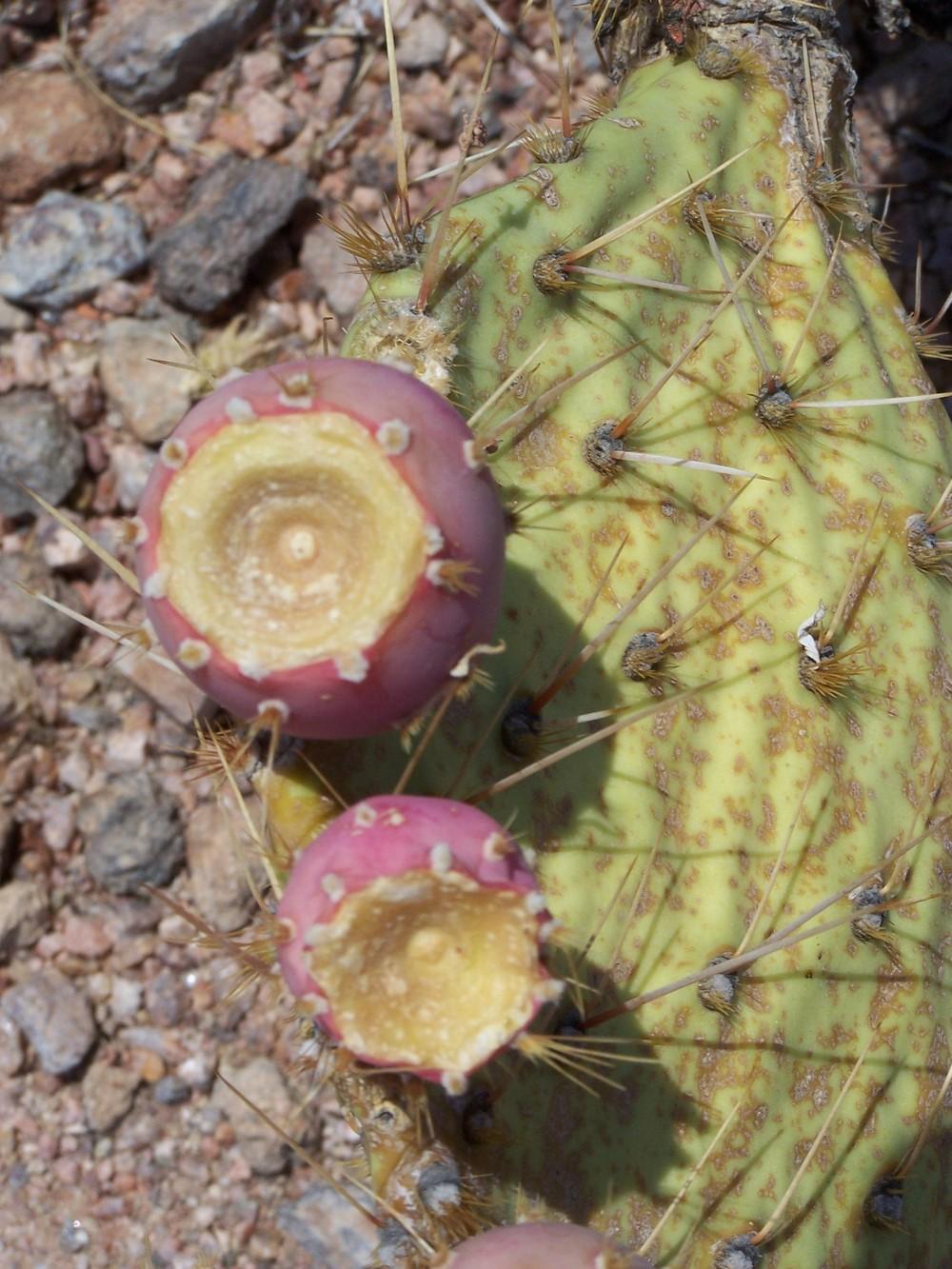 Photo of Prickly Pears (Opuntia) uploaded by jmorth