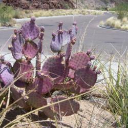 Location: Superstition Mtns, Arizona
Date: July 2007