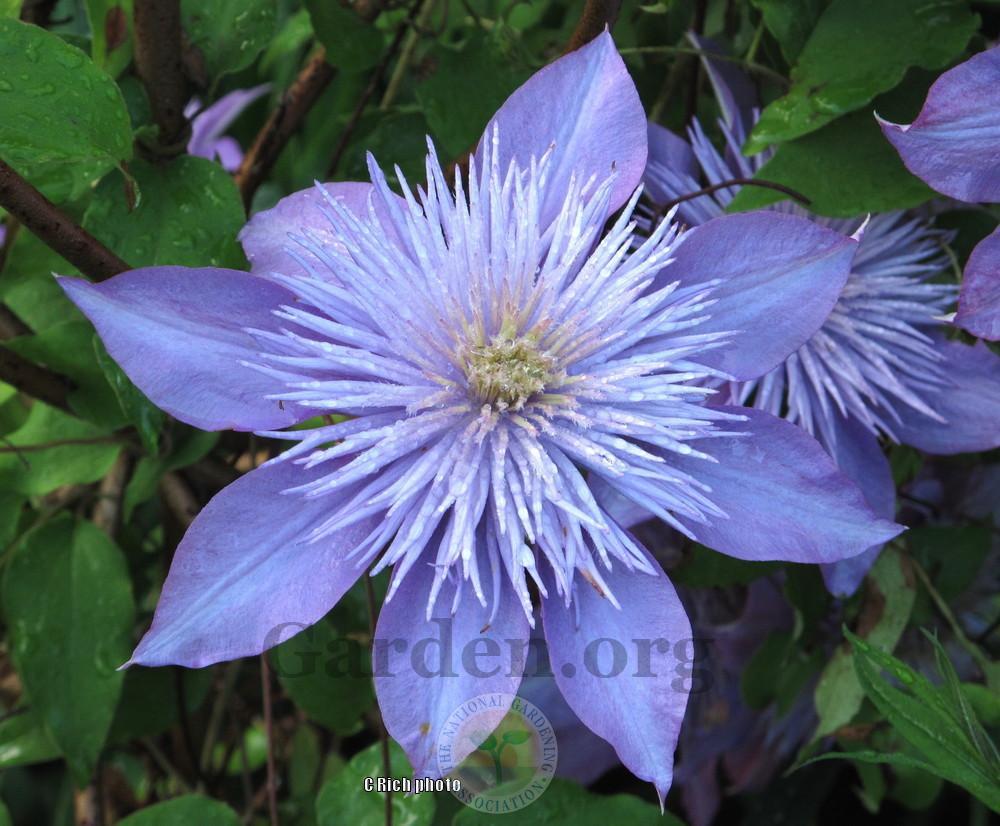 Photo of Clematis Crystal Fountain™ uploaded by Char