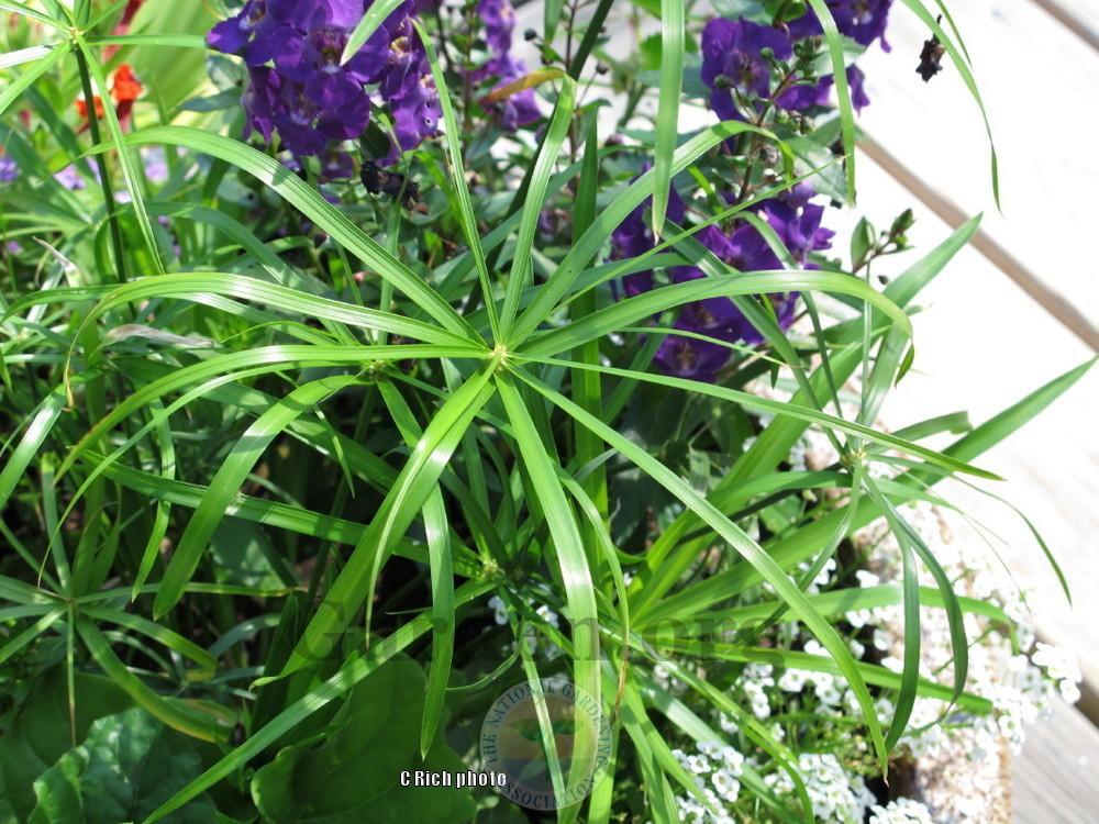 Photo of Umbrella Grass (Cyperus involucratus Graceful Grasses® Baby Tut®) uploaded by Char