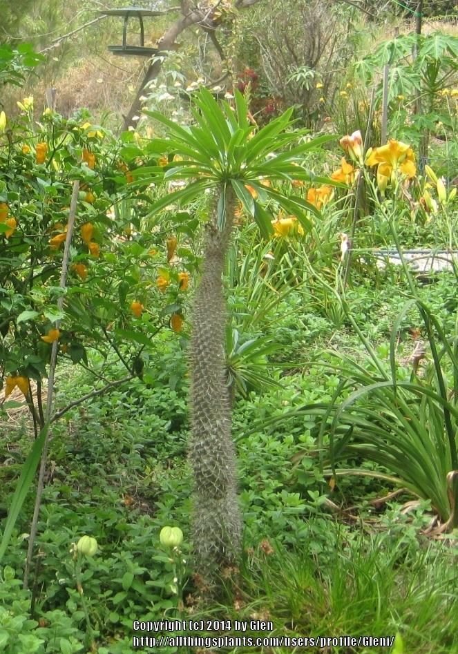 Photo of Madagascar Palm (Pachypodium lamerei) uploaded by Gleni