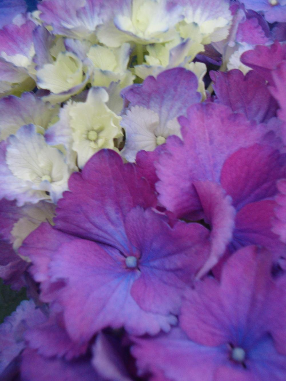 Photo of Mophead Hydrangea (Hydrangea macrophylla Double Delights™ Freedom) uploaded by Paul2032