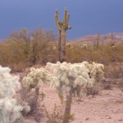 Location: Superstition Mtns, Arizona
Date: July 2007
foreground