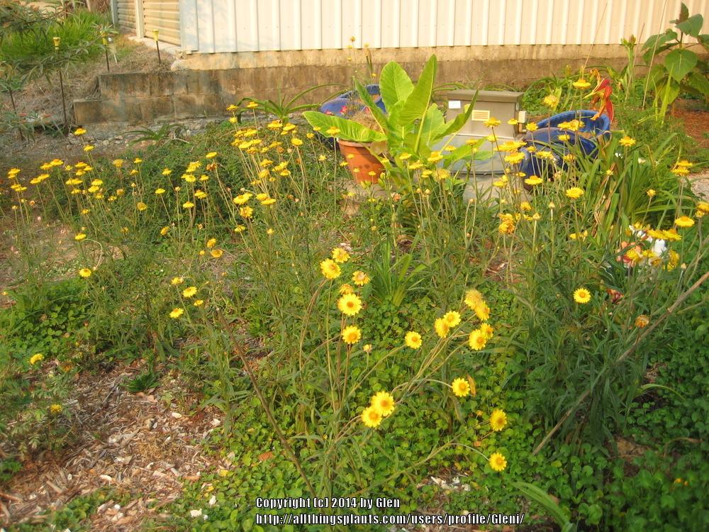 Photo of Strawflower (Xerochrysum bracteatum) uploaded by Gleni