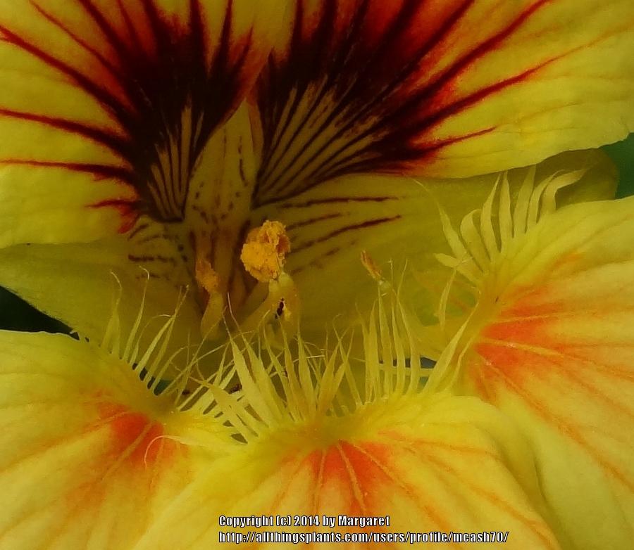 Photo of Nasturtium (Tropaeolum majus 'Alaska Mixed') uploaded by mcash70