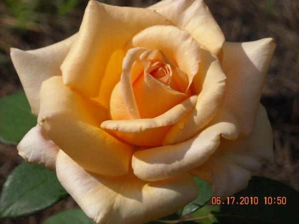 Photo of Rose (Rosa 'Valencia') uploaded by MissMimie