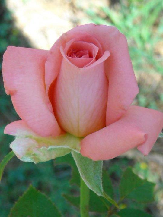 Photo of Rose (Rosa 'Awareness') uploaded by MissMimie
