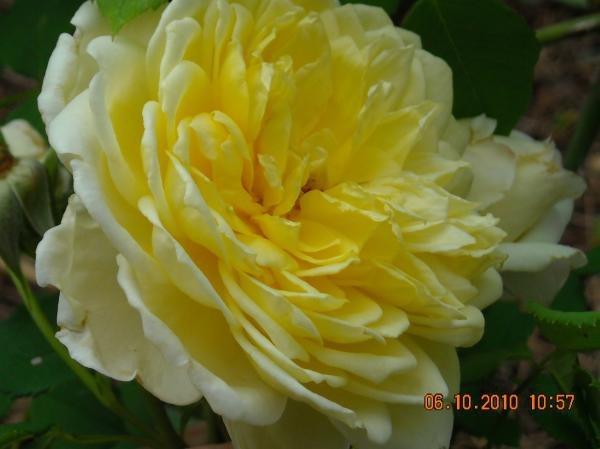 Photo of Rose (Rosa 'St. Alban') uploaded by MissMimie