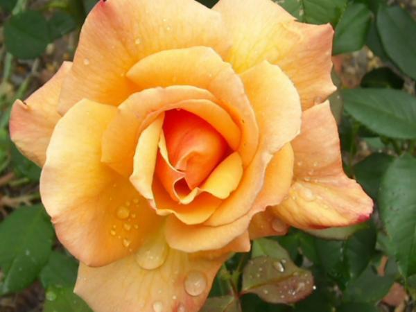 Photo of Rose (Rosa 'Tahitian Sunset') uploaded by MissMimie