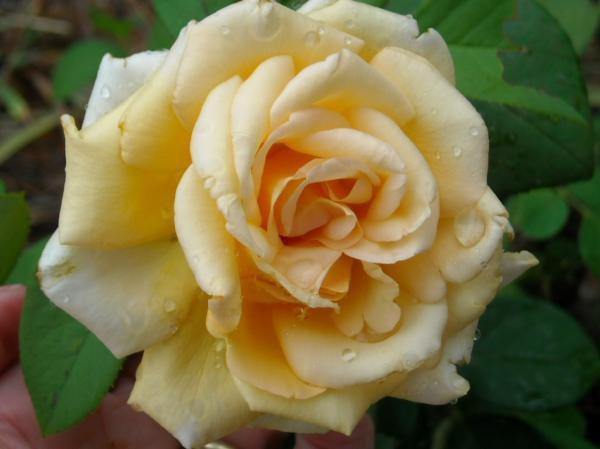 Photo of Rose (Rosa 'Valencia') uploaded by MissMimie