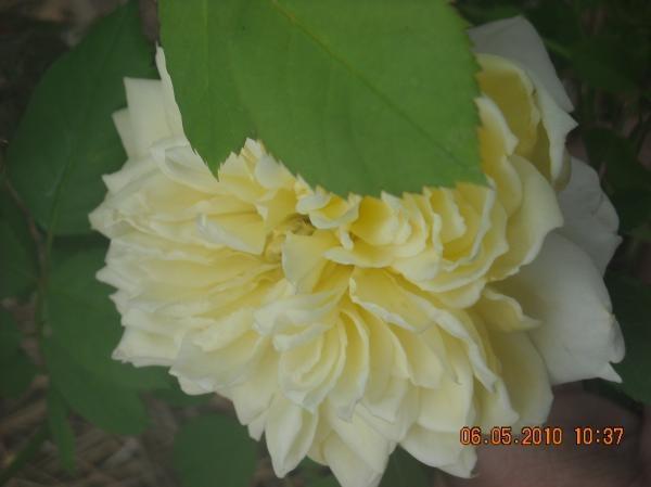 Photo of Rose (Rosa 'St. Alban') uploaded by MissMimie