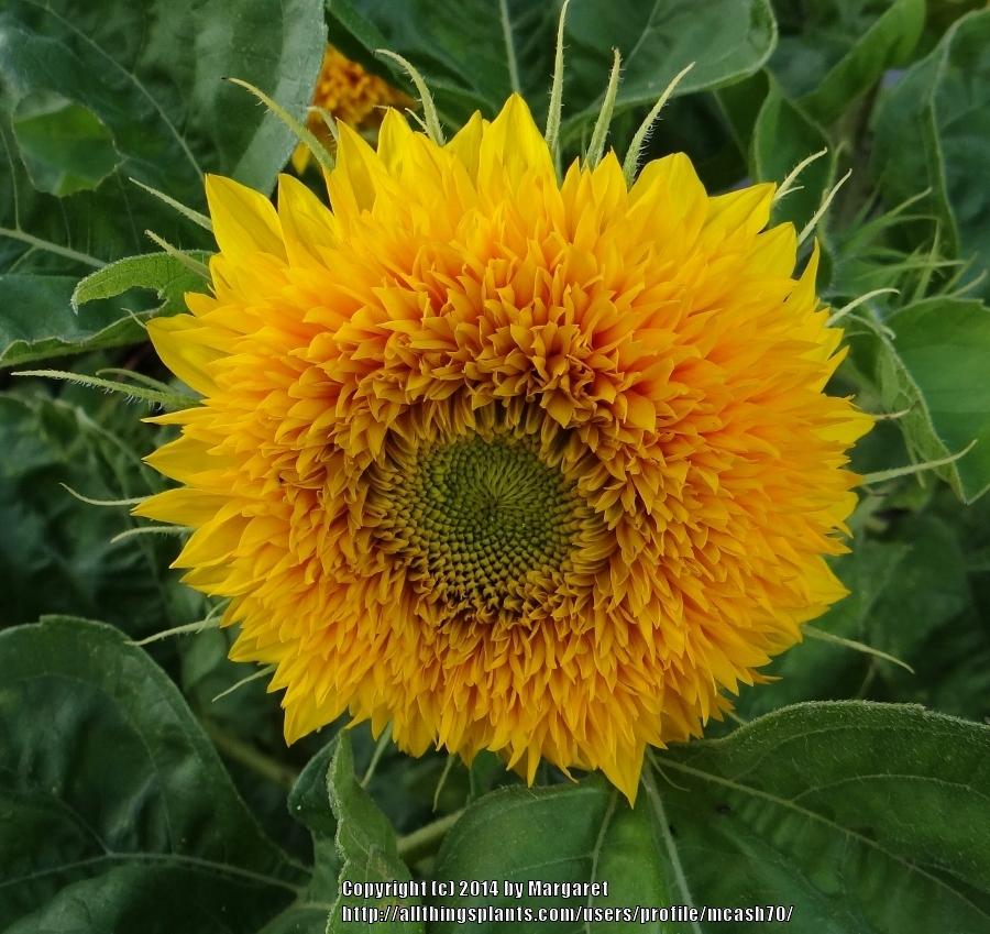 Photo of Dwarf Sunflower (Helianthus annuus 'Teddy Bear') uploaded by mcash70