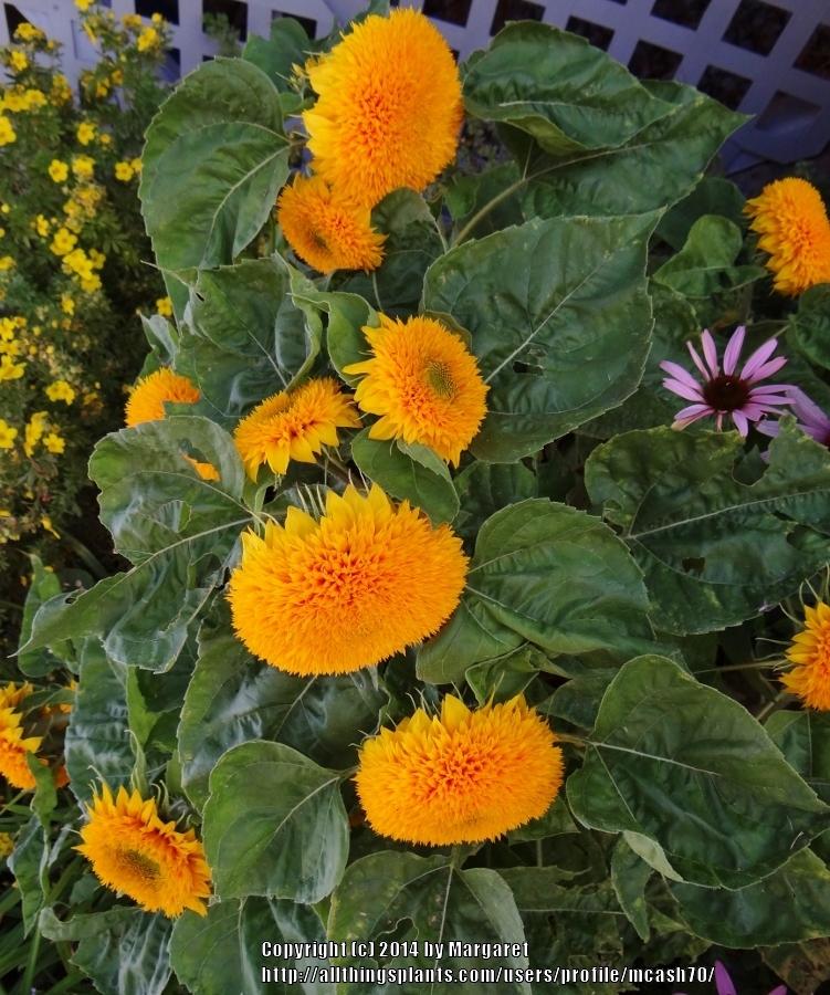 Photo of Dwarf Sunflower (Helianthus annuus 'Teddy Bear') uploaded by mcash70