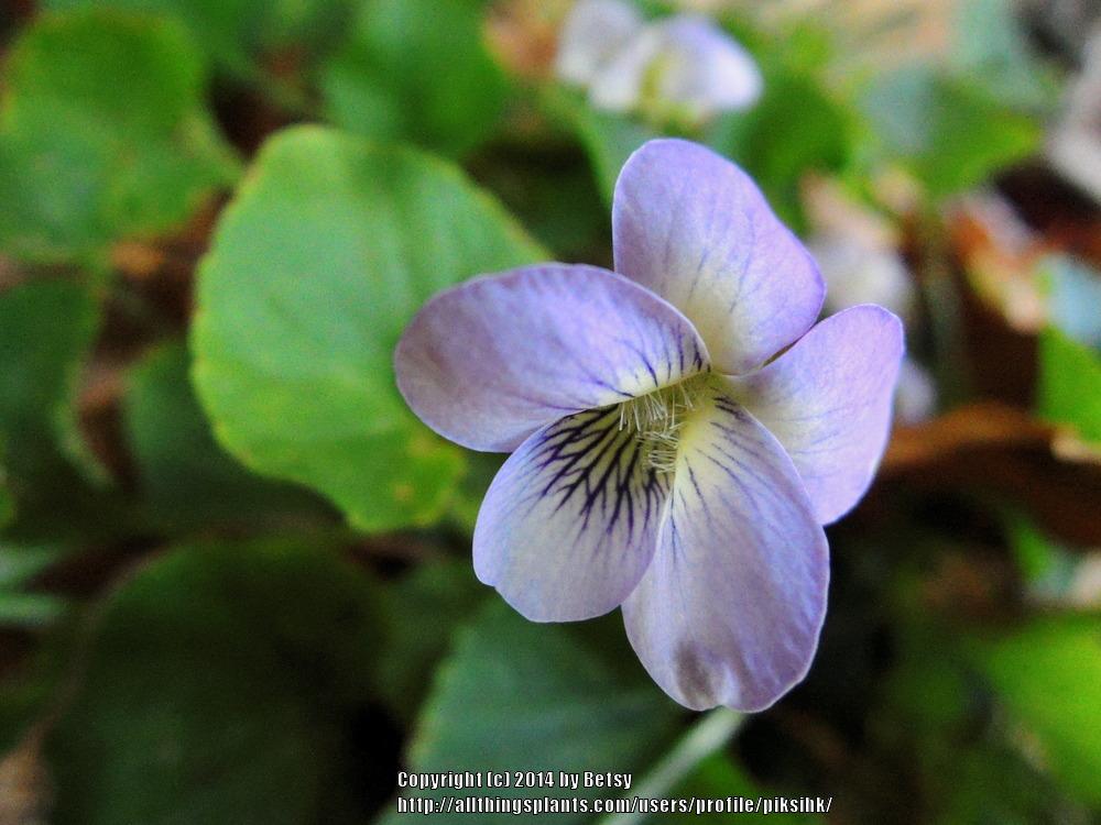 Photo of Common Blue Violet (Viola sororia) uploaded by piksihk