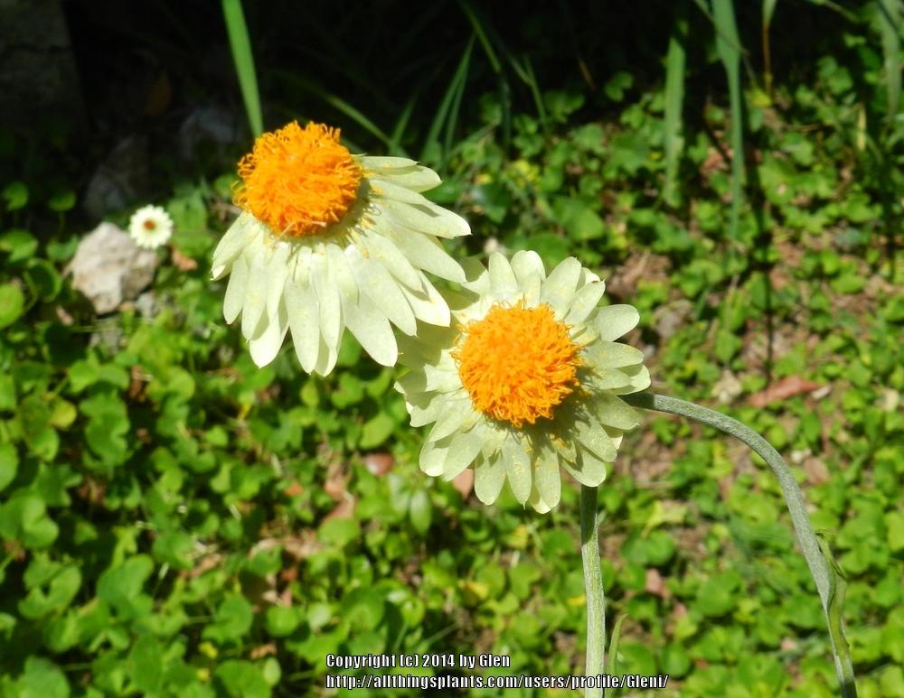 Photo of Strawflower (Xerochrysum bracteatum) uploaded by Gleni