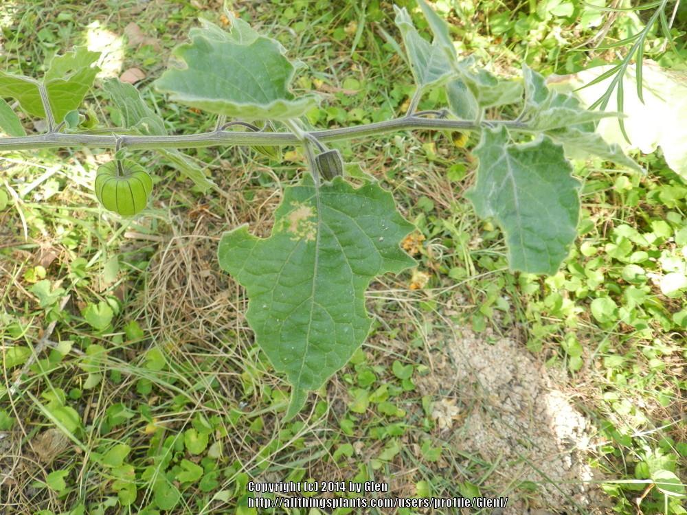 Photo of Cape Gooseberry (Physalis peruviana) uploaded by Gleni