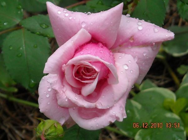 Photo of Rose (Rosa 'Blossomtime') uploaded by MissMimie
