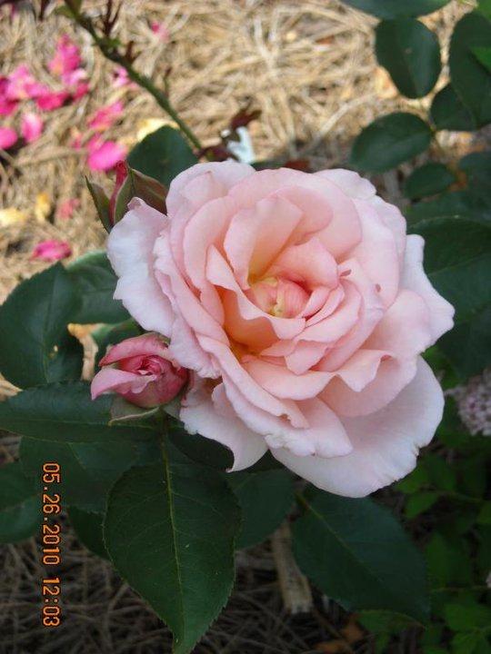 Photo of Rose (Rosa 'Gruss an Coburg') uploaded by MissMimie