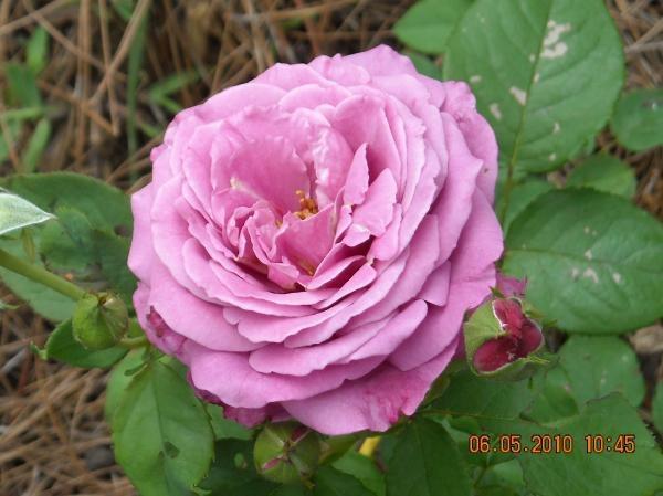 Photo of Rose (Rosa 'Heirloom') uploaded by MissMimie