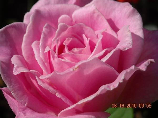 Photo of Rose (Rosa 'Eiffel Tower') uploaded by MissMimie