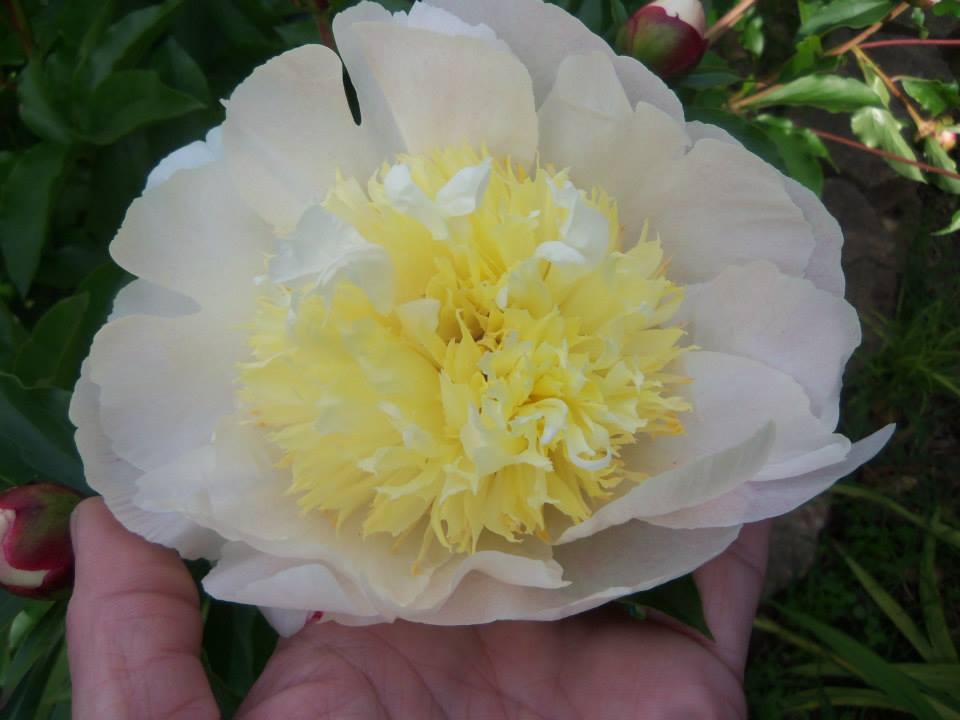 Photo of Garden Peony (Paeonia lactiflora 'Butter Bowl') uploaded by MissMimie
