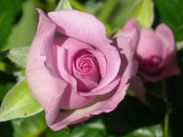 Photo of Rose (Rosa 'Enchanted Evening') uploaded by MissMimie