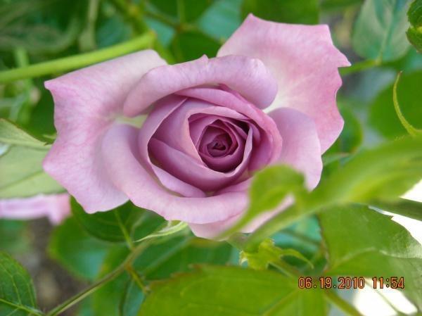 Photo of Rose (Rosa 'Enchanted Evening') uploaded by MissMimie
