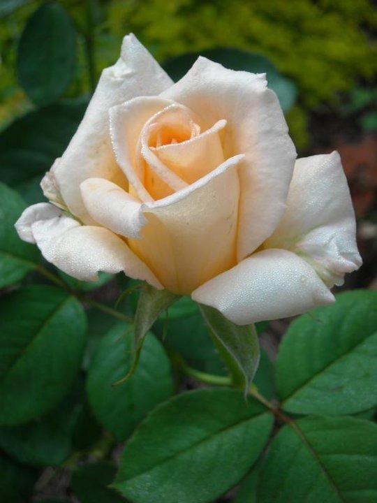 Photo of Rose (Rosa 'Maid of Honour') uploaded by MissMimie