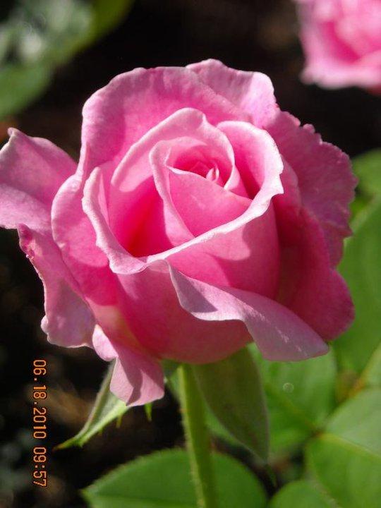 Photo of Rose (Rosa 'Eiffel Tower') uploaded by MissMimie