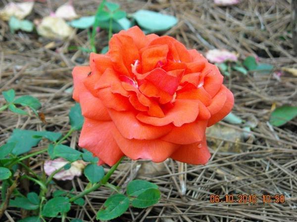 Photo of Rose (Rosa 'Maria Stern') uploaded by MissMimie