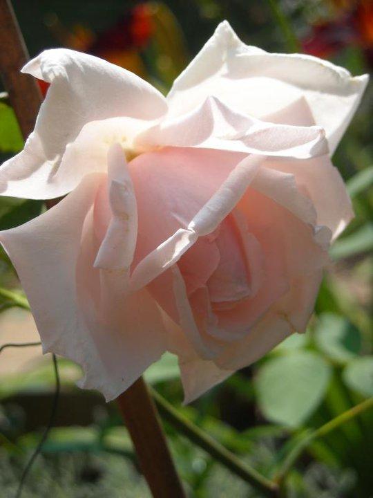 Photo of Rose (Rosa 'Augustine Guinoisseau') uploaded by MissMimie
