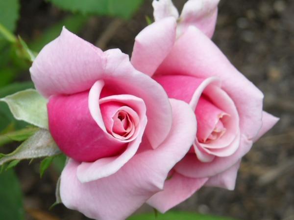 Photo of Rose (Rosa 'Blossomtime') uploaded by MissMimie