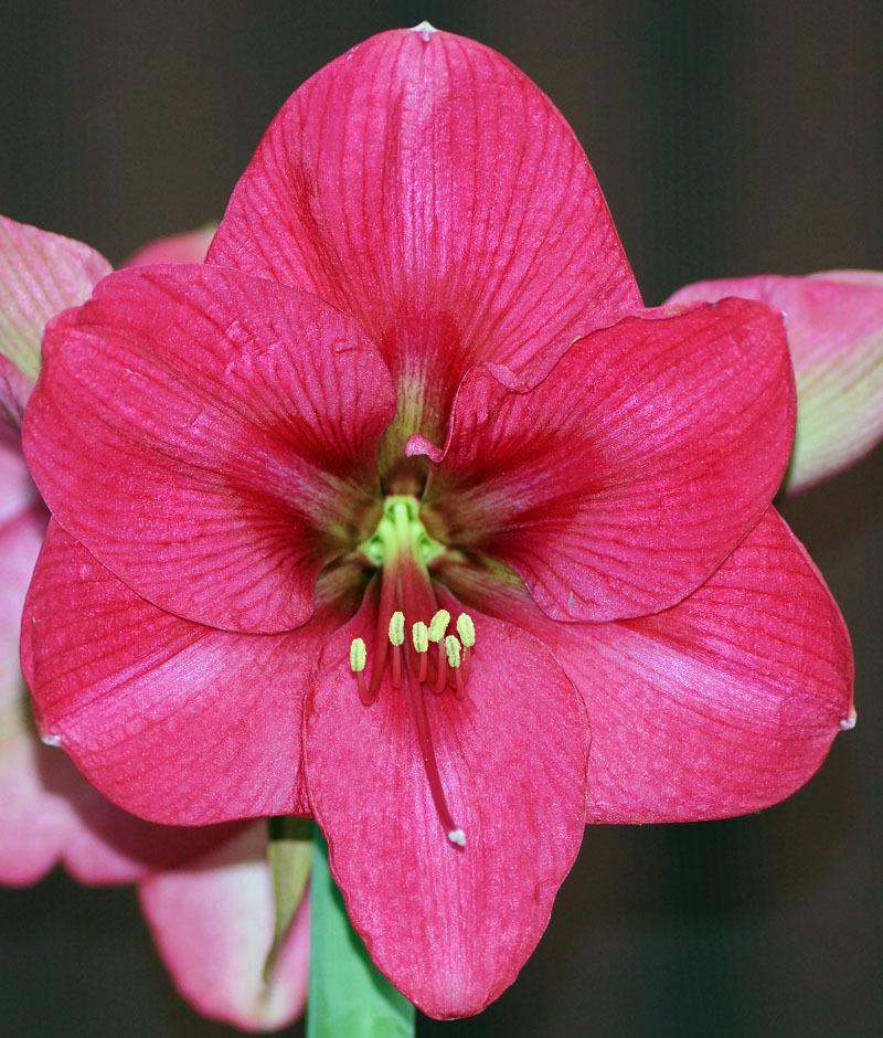 Photo of Amaryllis (Hippeastrum 'Pink Rival') uploaded by bsharf