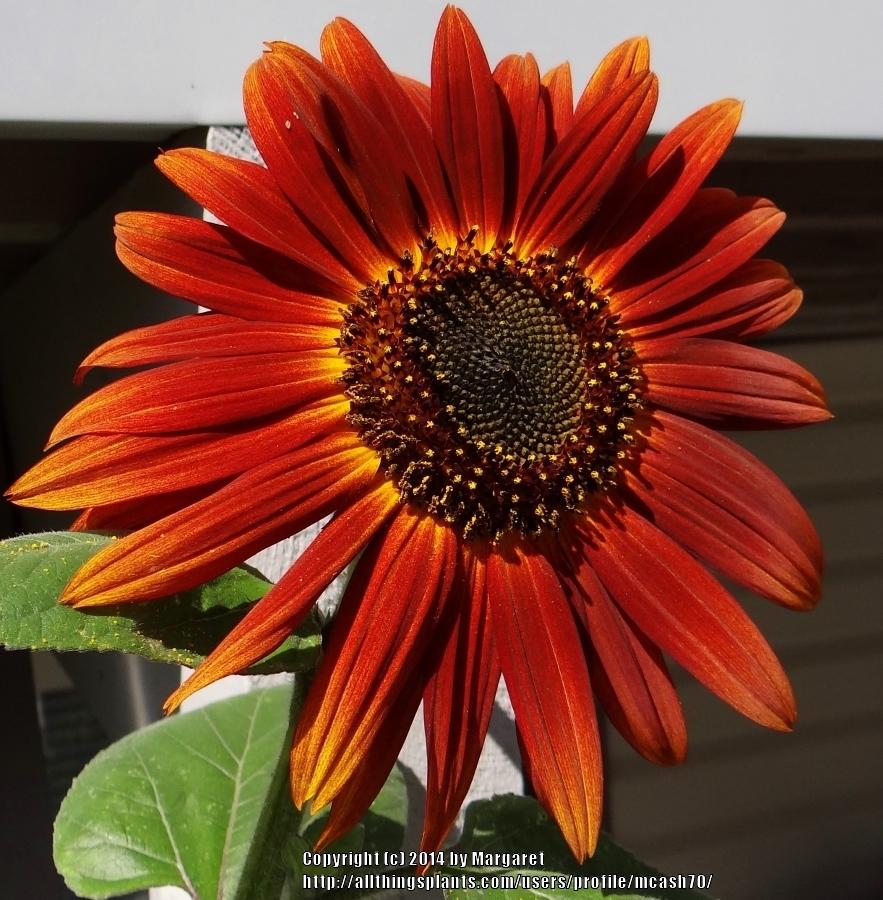 Photo of Sunflower (Helianthus annuus 'Velvet Queen') uploaded by mcash70