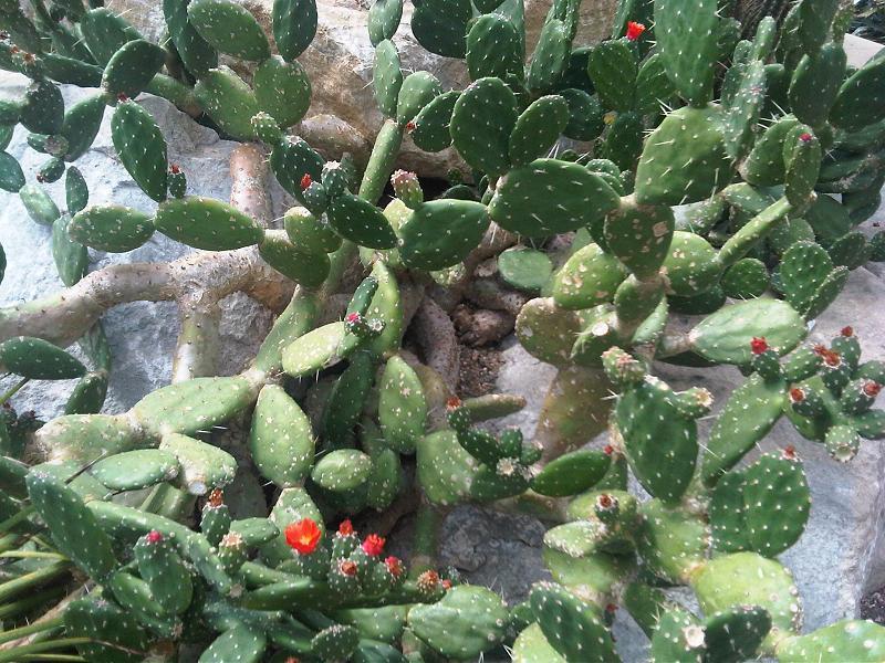 Photo of Prickly Pears (Opuntia) uploaded by robertduval14