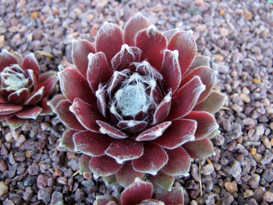 Photo of Hen and Chick (Sempervivum 'Rachael') uploaded by goldfinch4