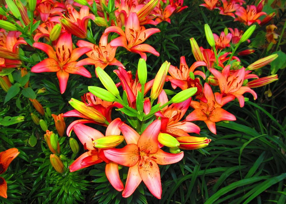 Photo of Lily (Lilium 'Marquee') uploaded by jmorth